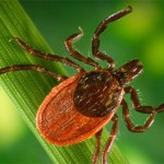 tick-lyme-disease-western-blacklegged-alberta