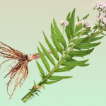 Screen Shot 2021-07-25 at 7.31.20 PM