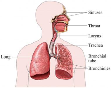 Respiratory System