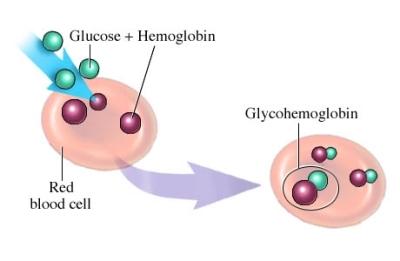 Glycohemoglobin
