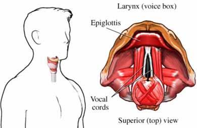 The Larynx