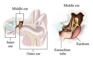 The Middle Ear