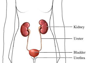 The Urinary Tract