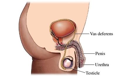 Male Reproductive Anatomy
