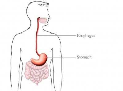 The Stomach
